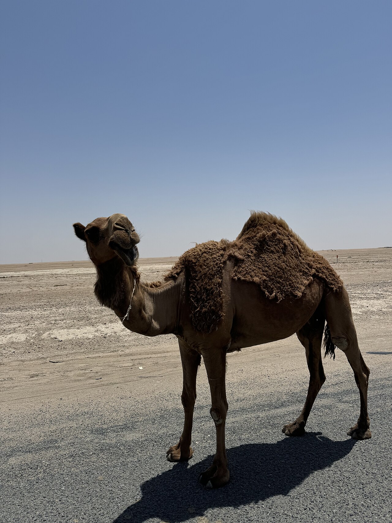 الجمل مدور الشمال