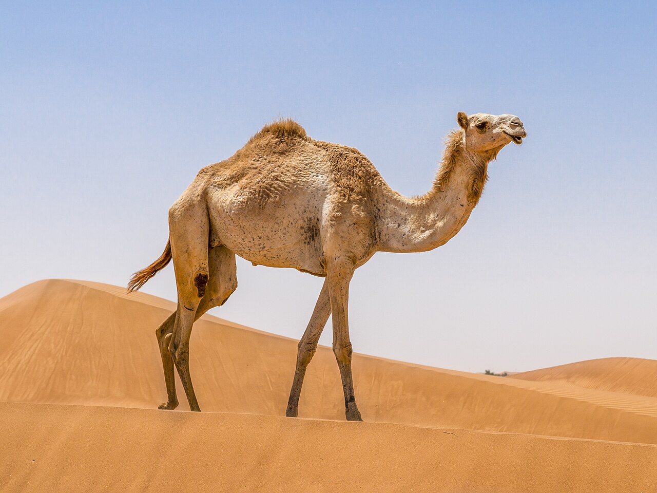 الجمل شاهين نجد — وضح على الكثبان
