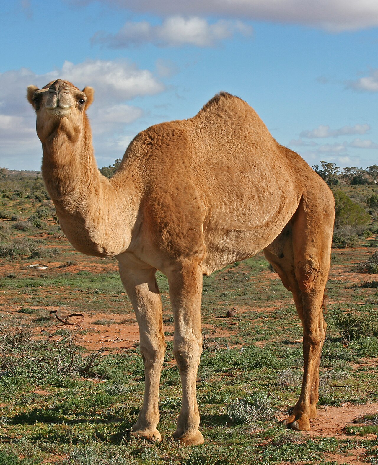 الجمل الزعيم